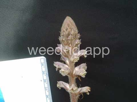 broomrape, small